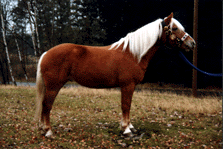 Haflinger