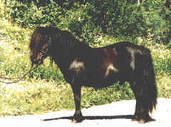 Shetlands Ponni